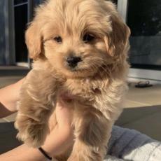 more prospect