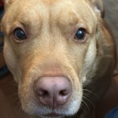 more prospect