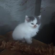 more prospect