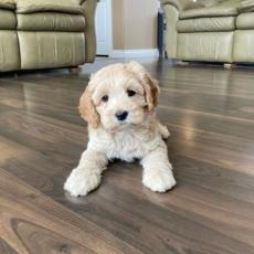 more prospect